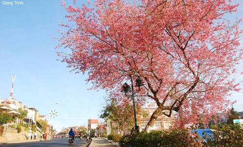 Trees in full bloom in Da Lat City - ảnh 5